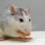 Can Rats Spread Disease?