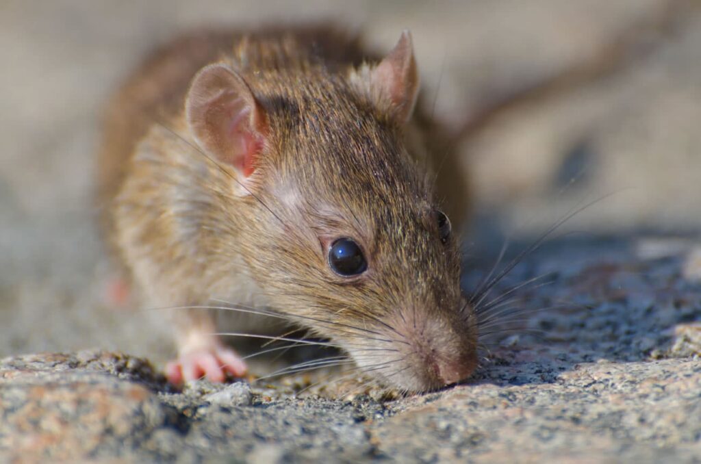 Can Rats Climb Walls?