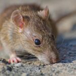 Can Rats Climb Walls?