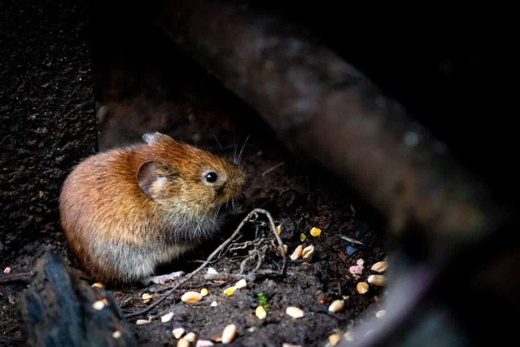 How Far Do Rats Travel From Their Nest?