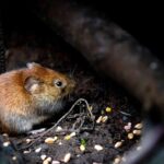 How Far Do Rats Travel From Their Nest?