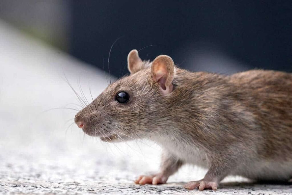 How To Deter Rats