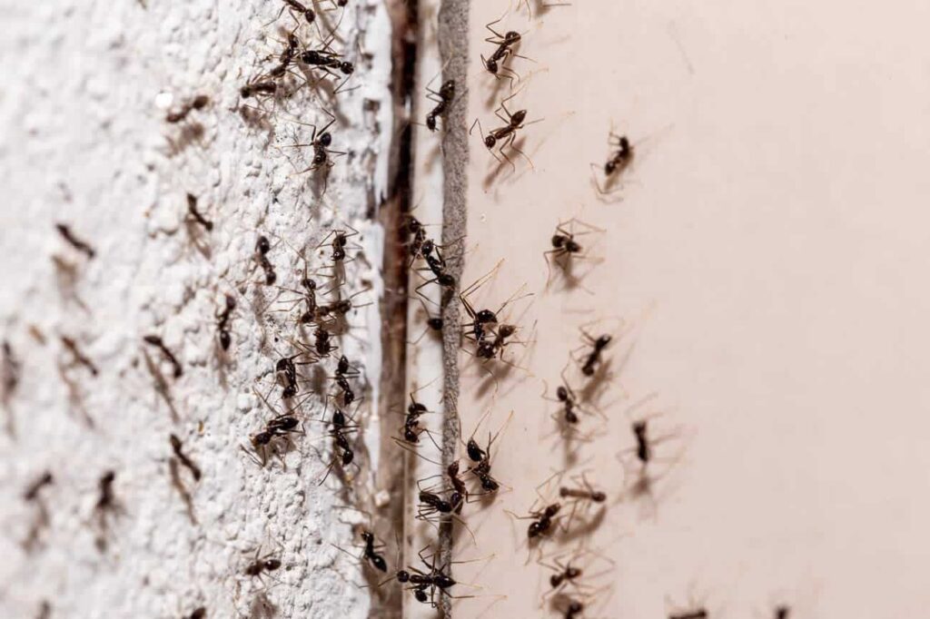 Ant Removal Edinburgh